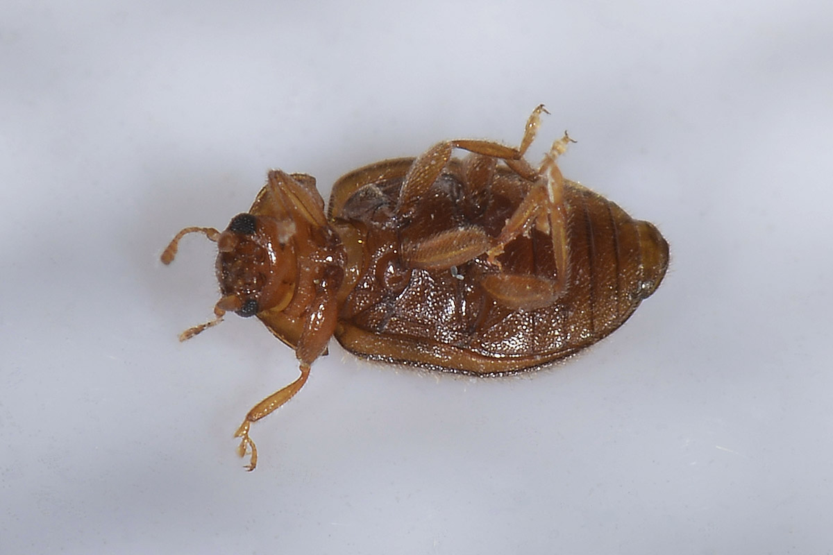 Rhyzobius sp., Coccinellidae